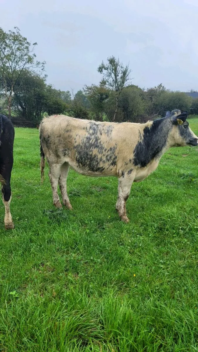 Bb heifer - Image 1
