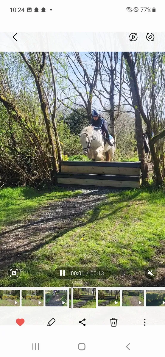 Ponys - Image 4
