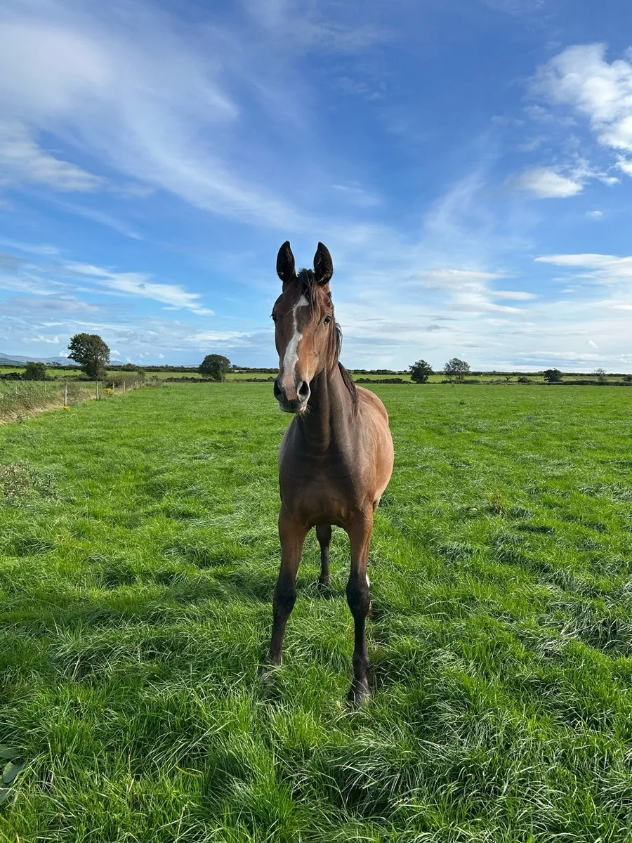 Grand Cru / Sarco Filly Yearling - Image 2