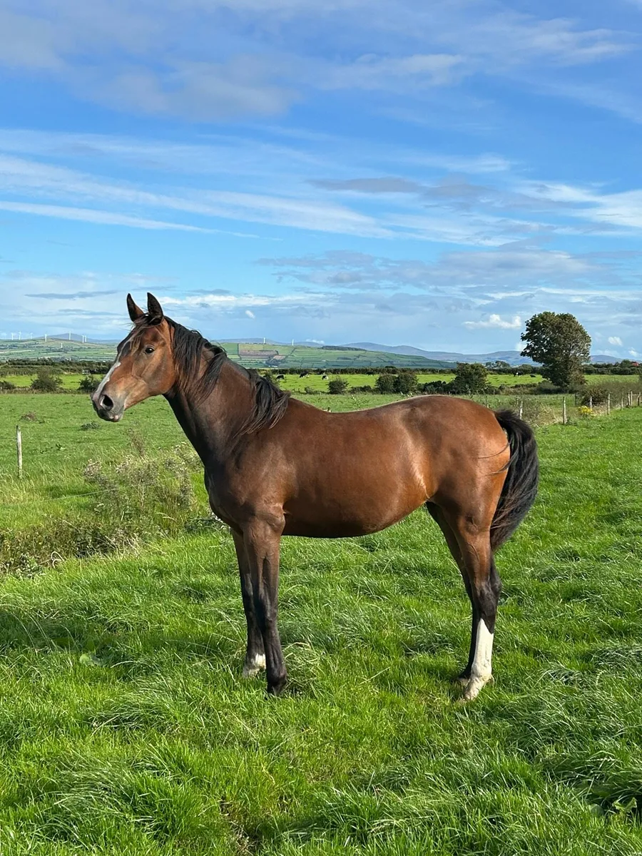Grand Cru / Sarco Filly Yearling - Image 3