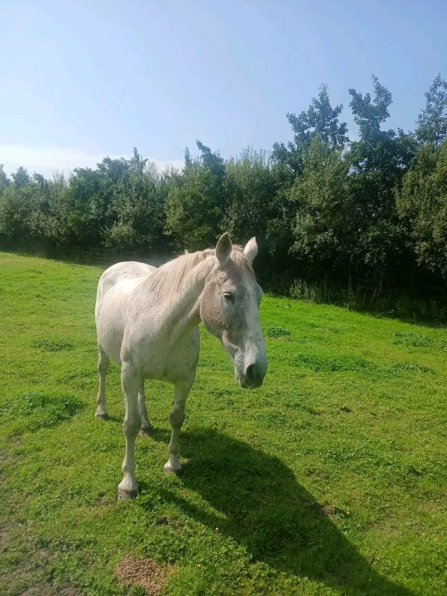 Crude mare - Image 1