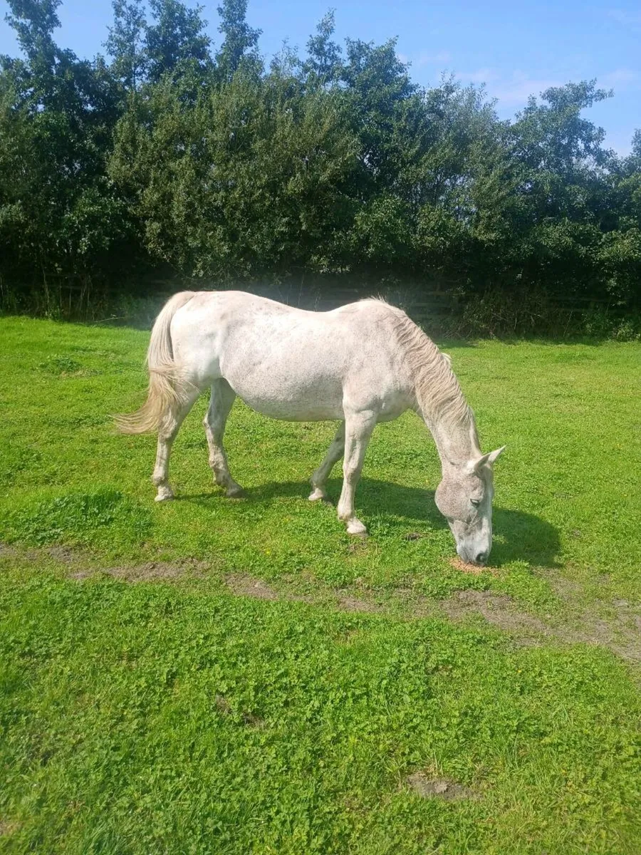 Crude mare - Image 2