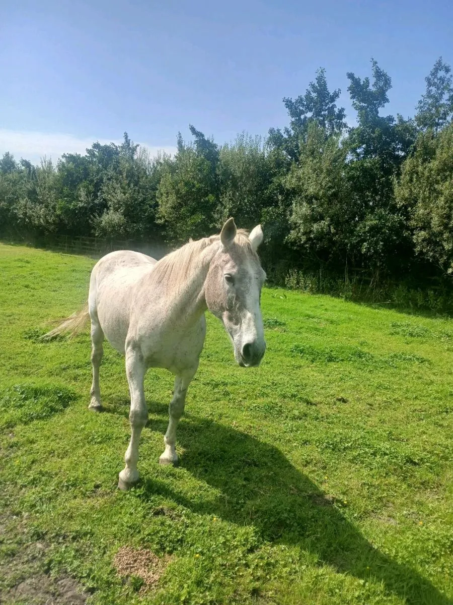 Crude mare - Image 4