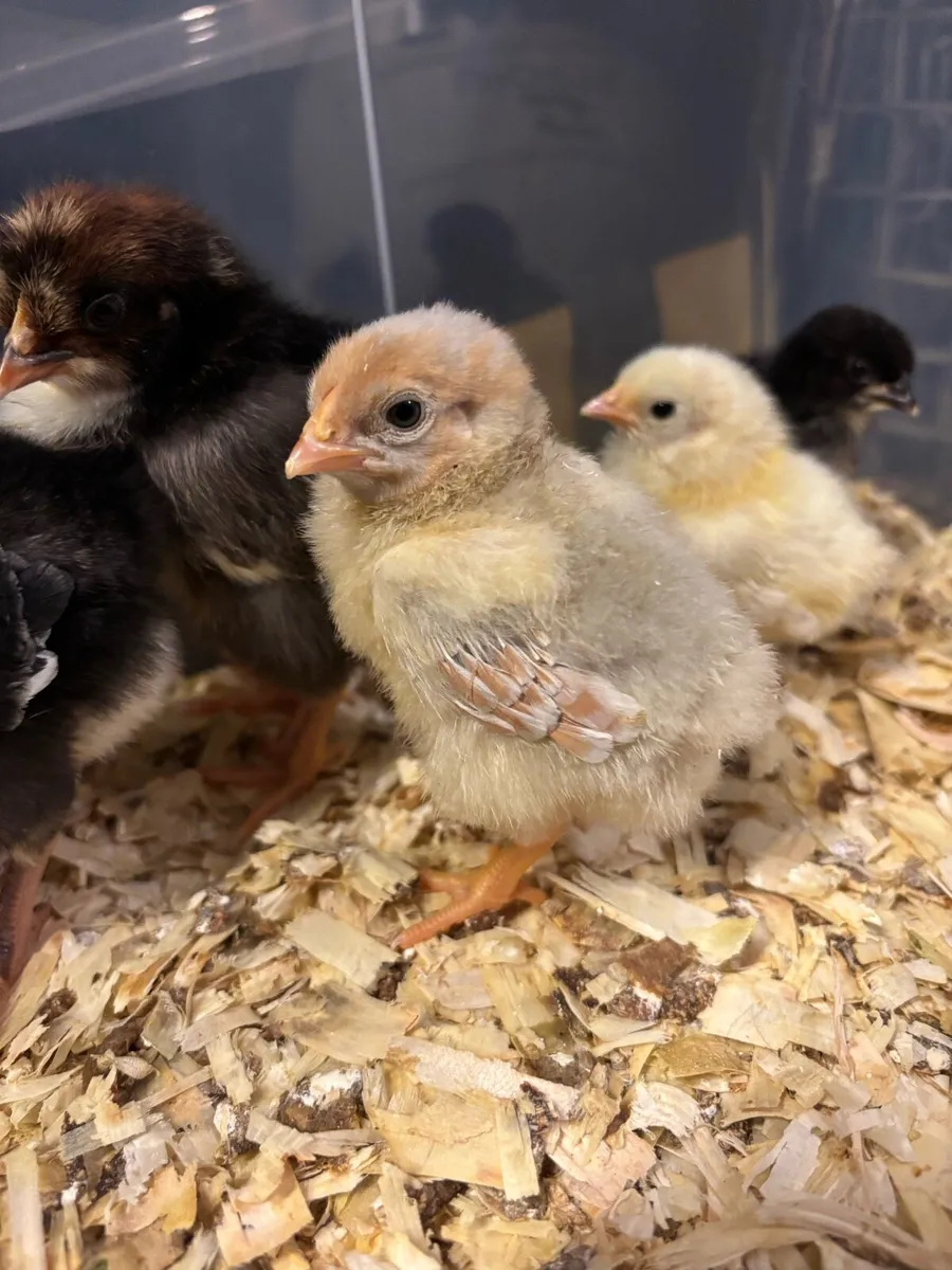 Day old chicks - Image 1