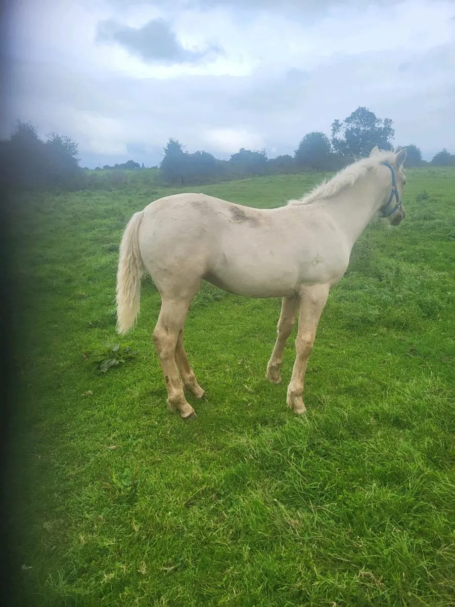CONNAMARAS  PONY FOALS . - Image 3