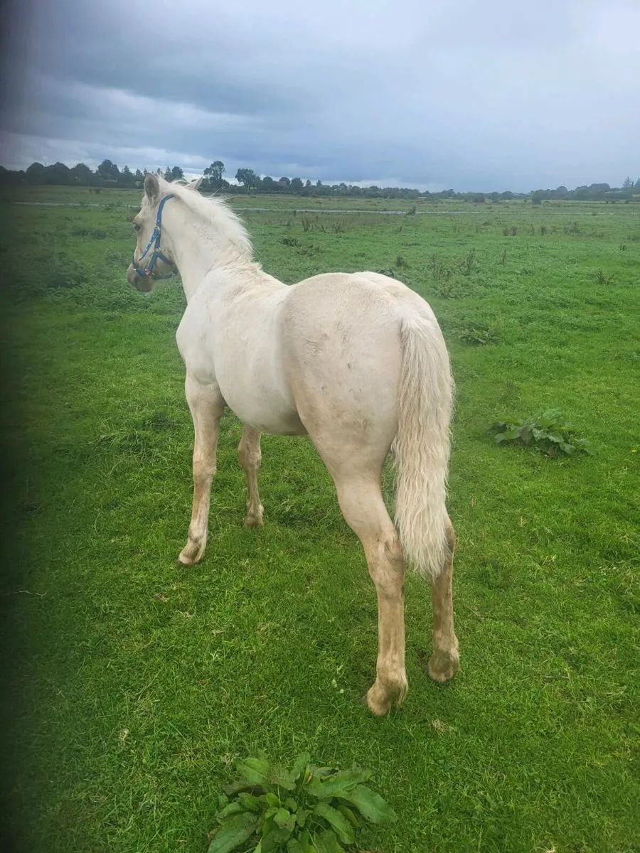 CONNAMARAS  PONY FOALS . - Image 4