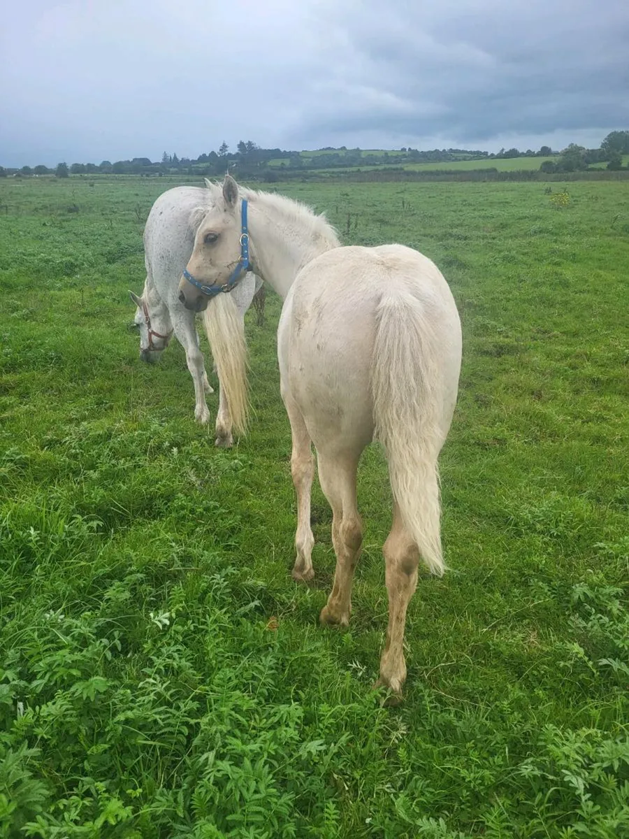 CONNAMARAS  PONY FOALS . - Image 2