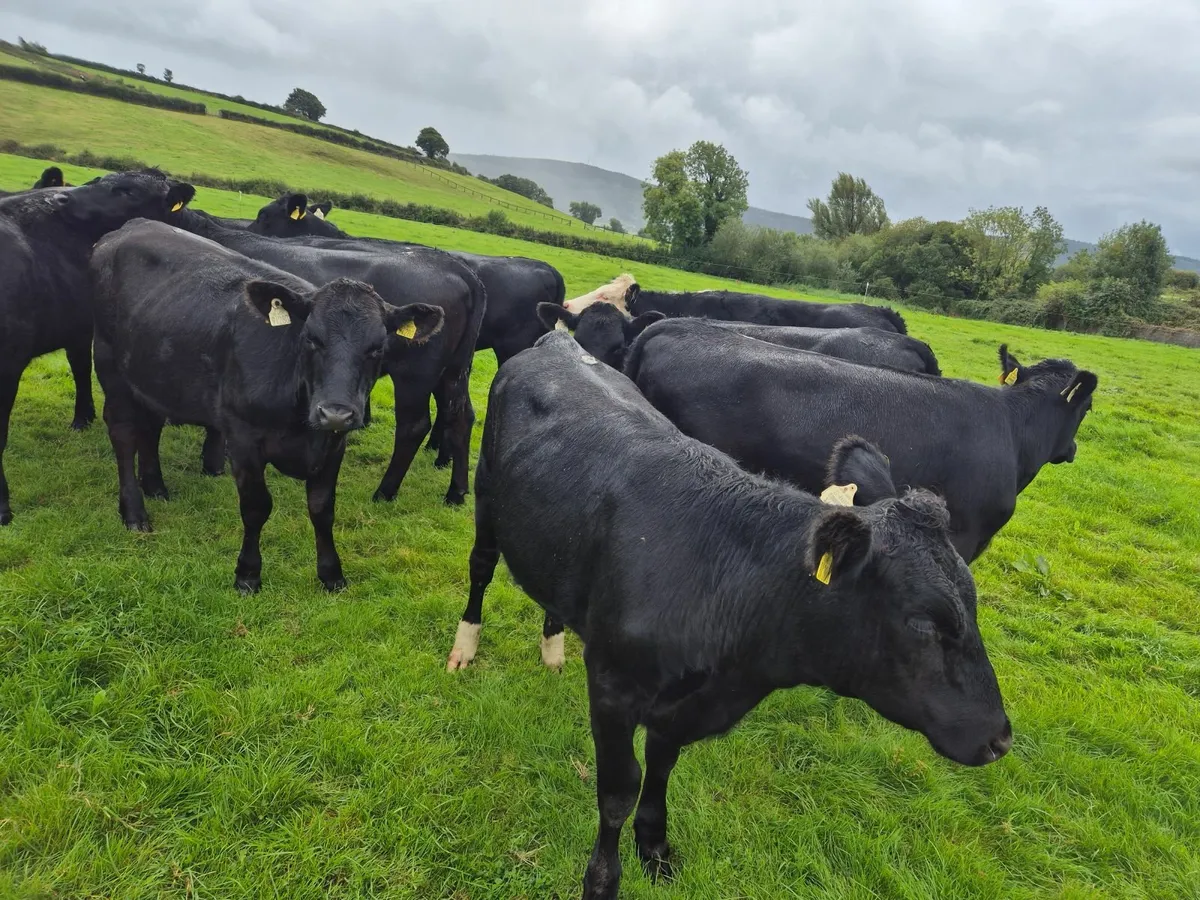Beef cattle - Image 1