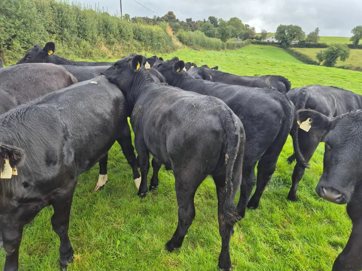 Beef cattle - Image 2