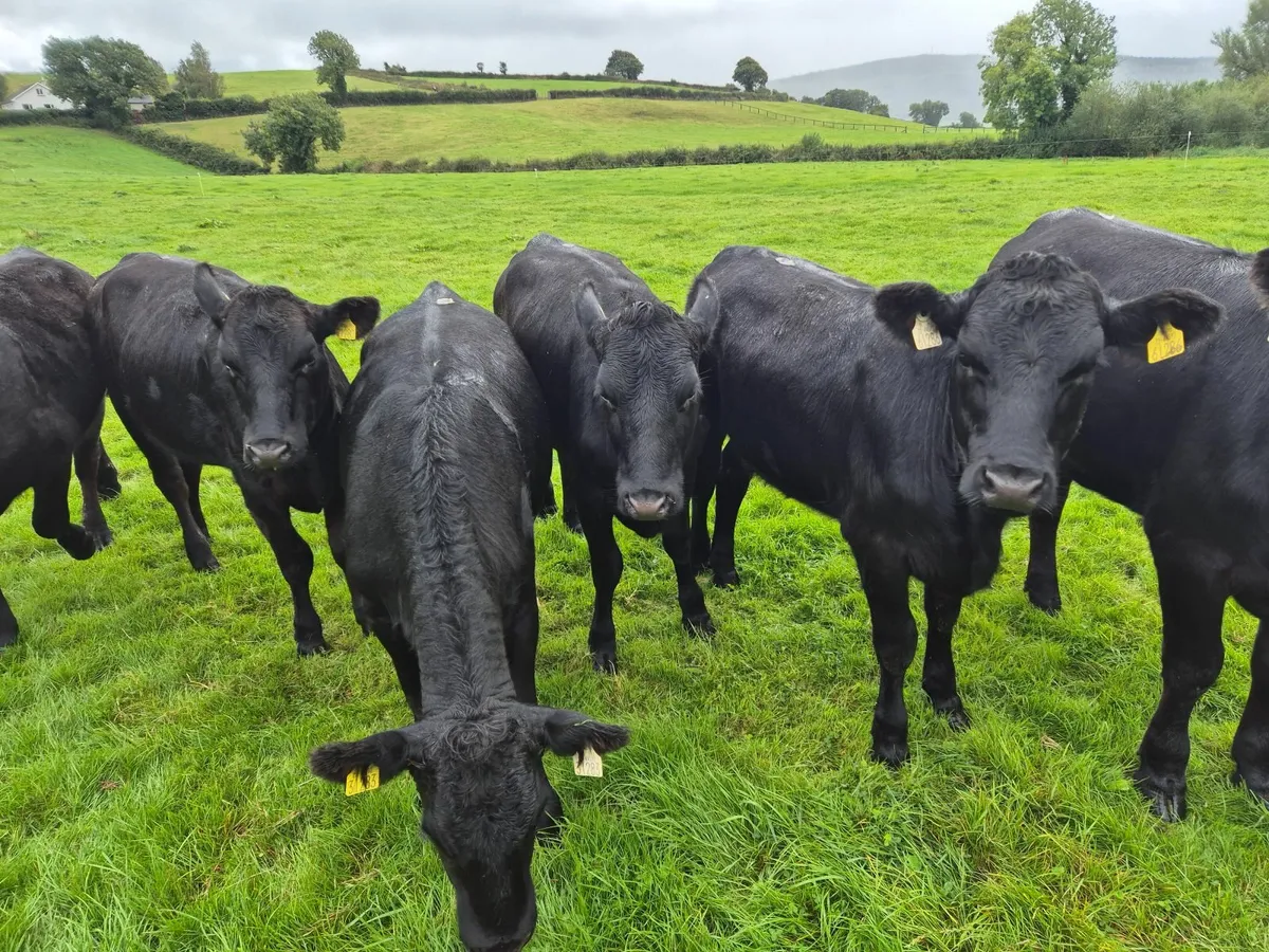 Beef cattle - Image 3