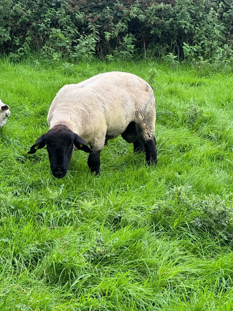 ⭐️PBR Suffolk Hogget ram - Image 1