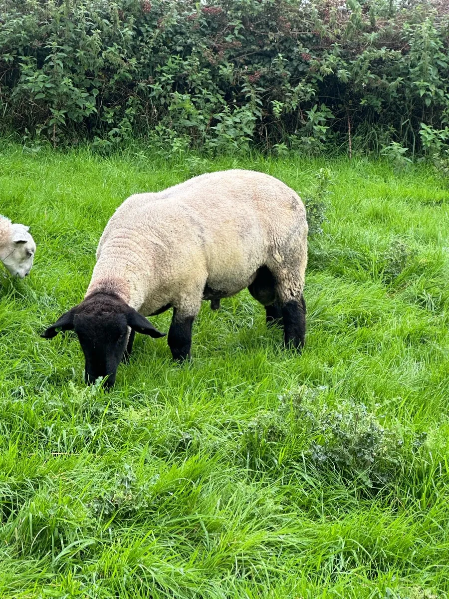 ⭐️PBR Suffolk Hogget ram - Image 2