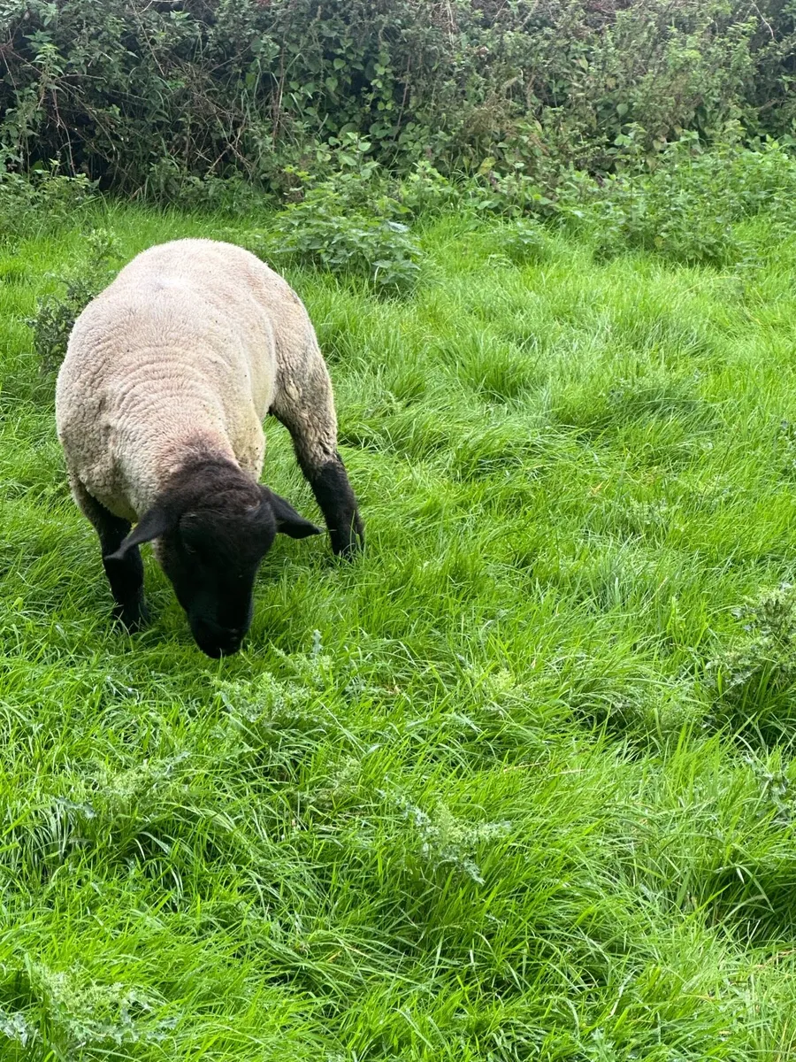 ⭐️PBR Suffolk Hogget ram - Image 3