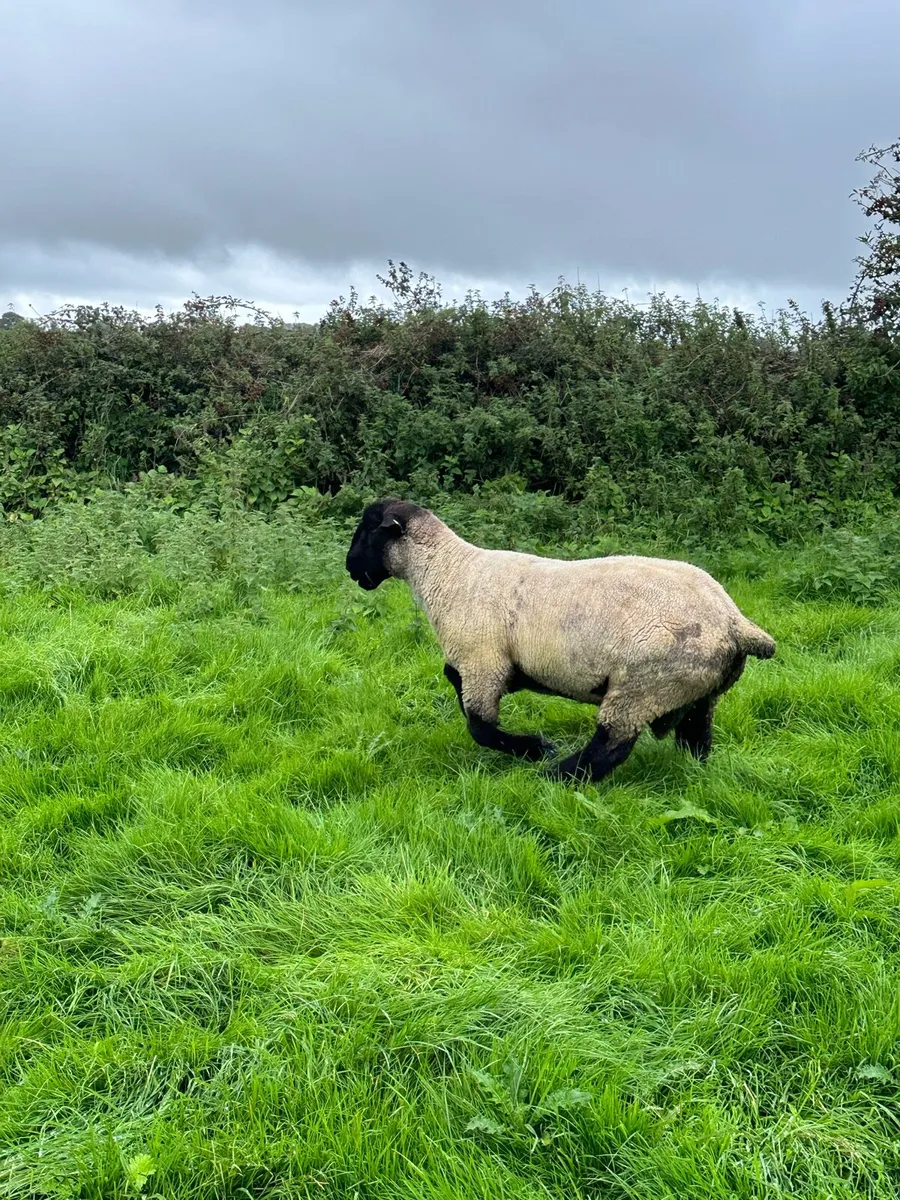 ⭐️PBR Suffolk Hogget ram - Image 4
