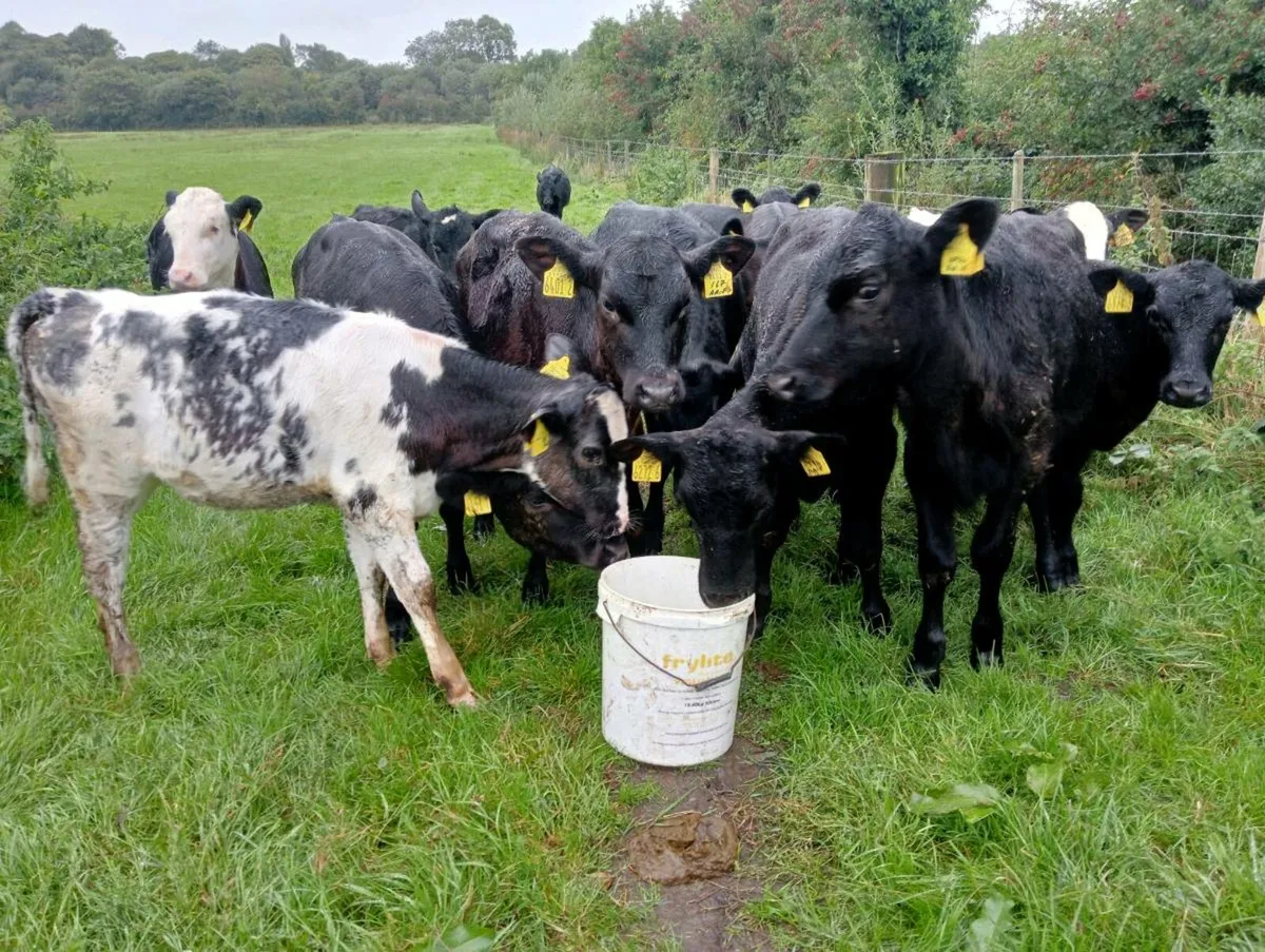 12 heifer calves - Image 1