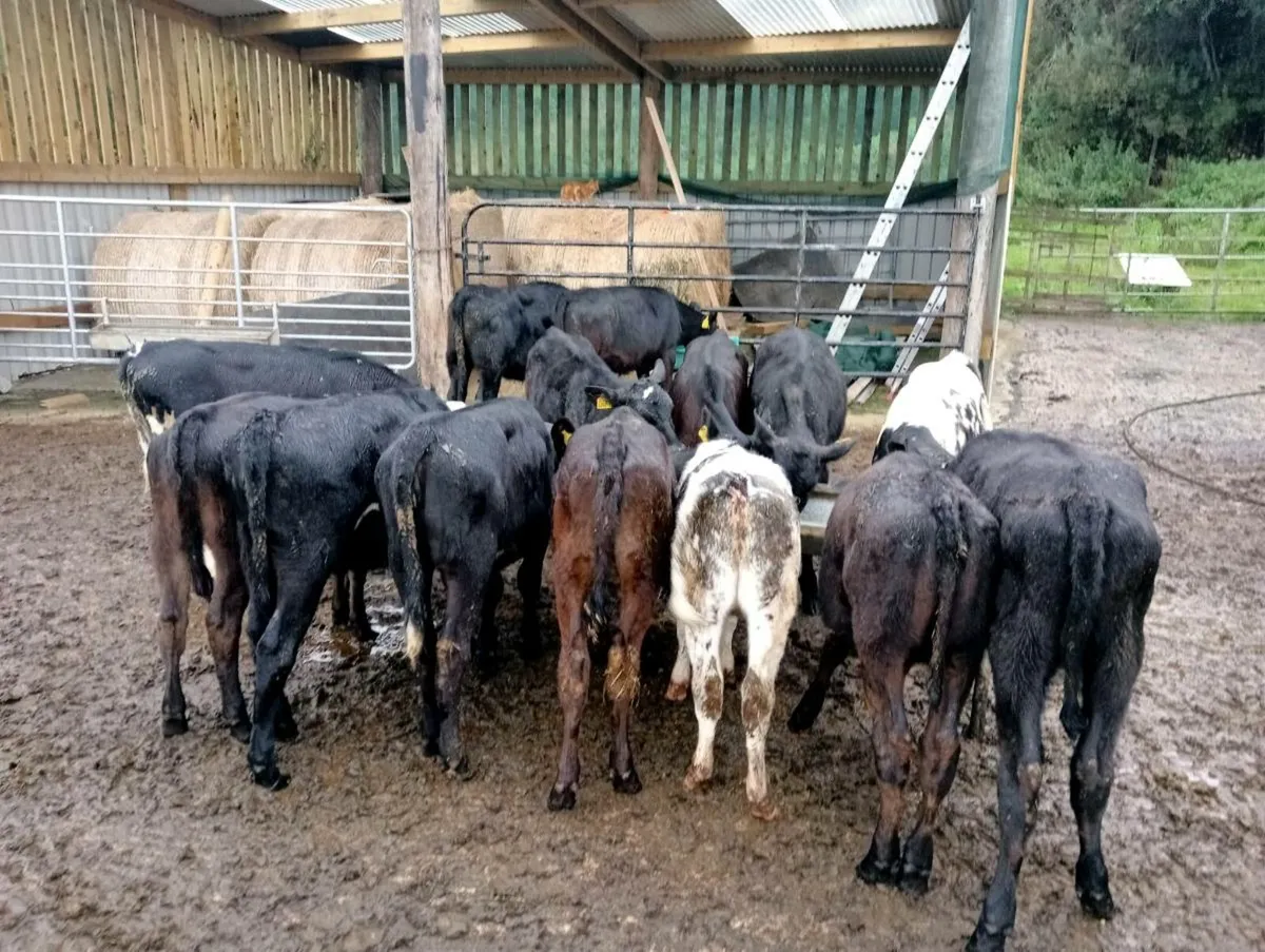 12 heifer calves - Image 3