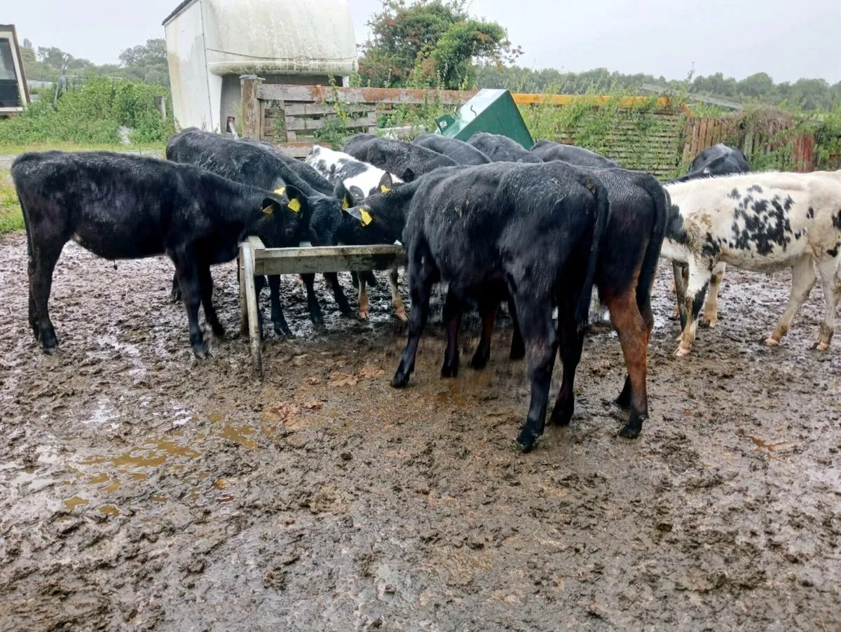 12 heifer calves - Image 4