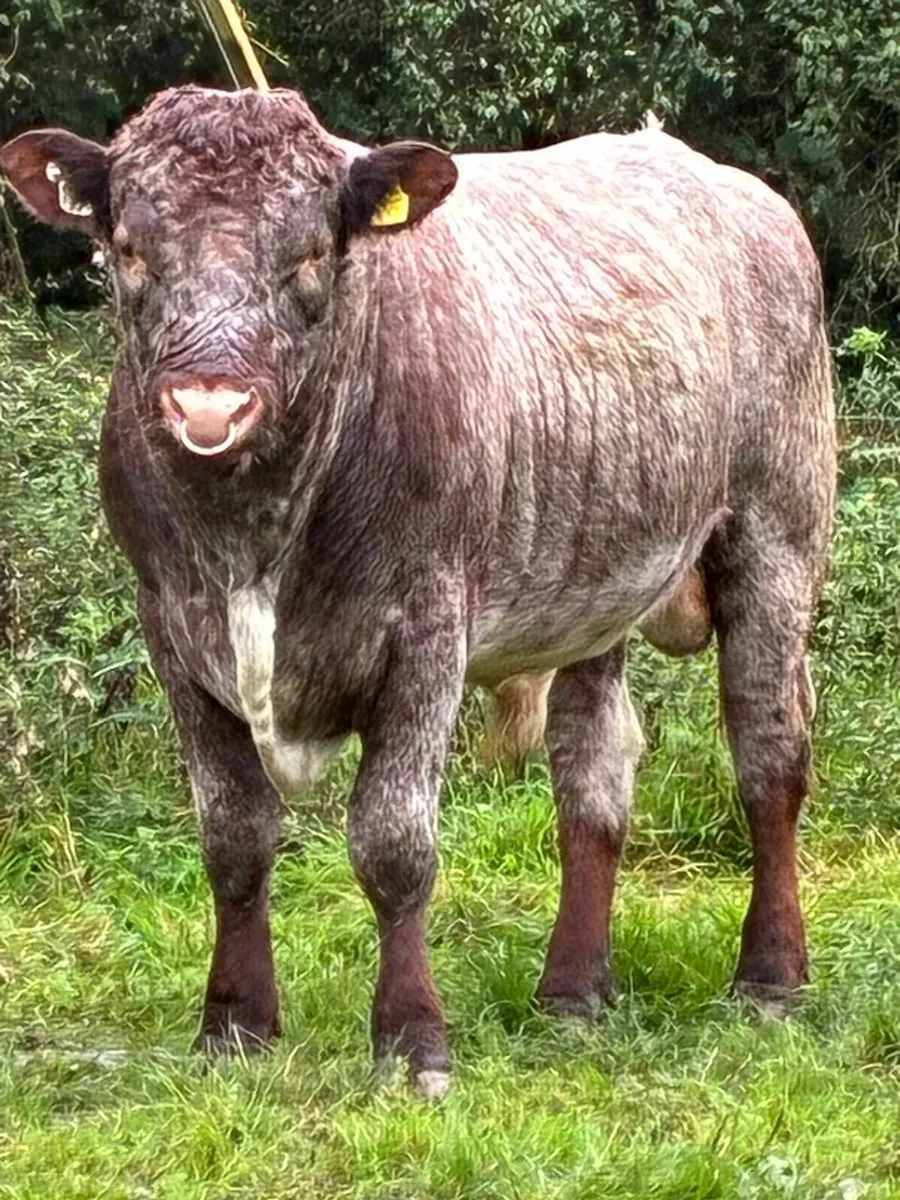British Friesian Heifers - Image 2