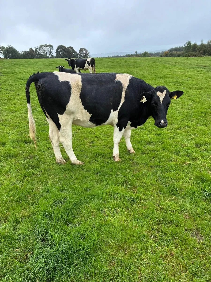 British Friesian Heifers - Image 3