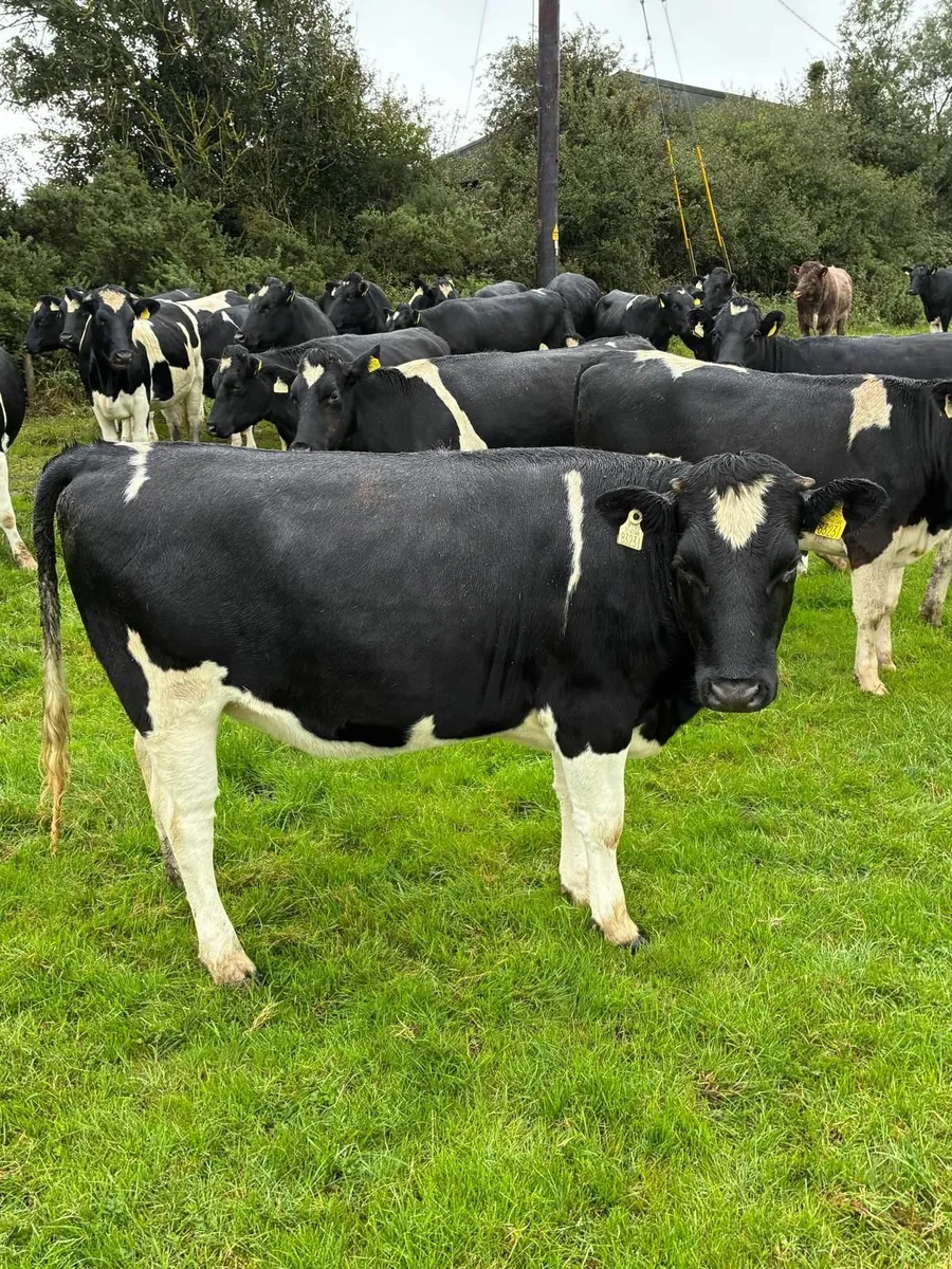 British Friesian Heifers - Image 1