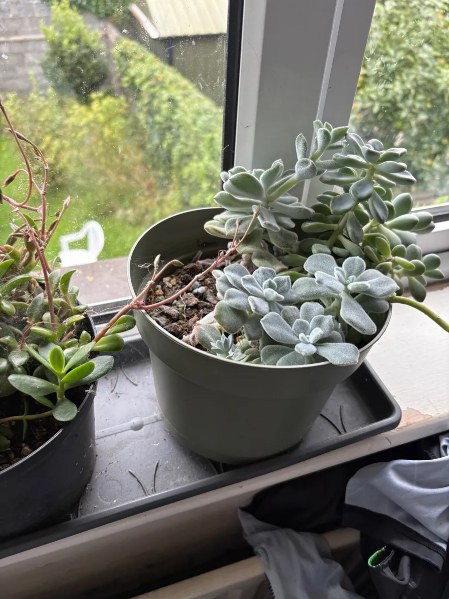 Plants succulents - Image 3