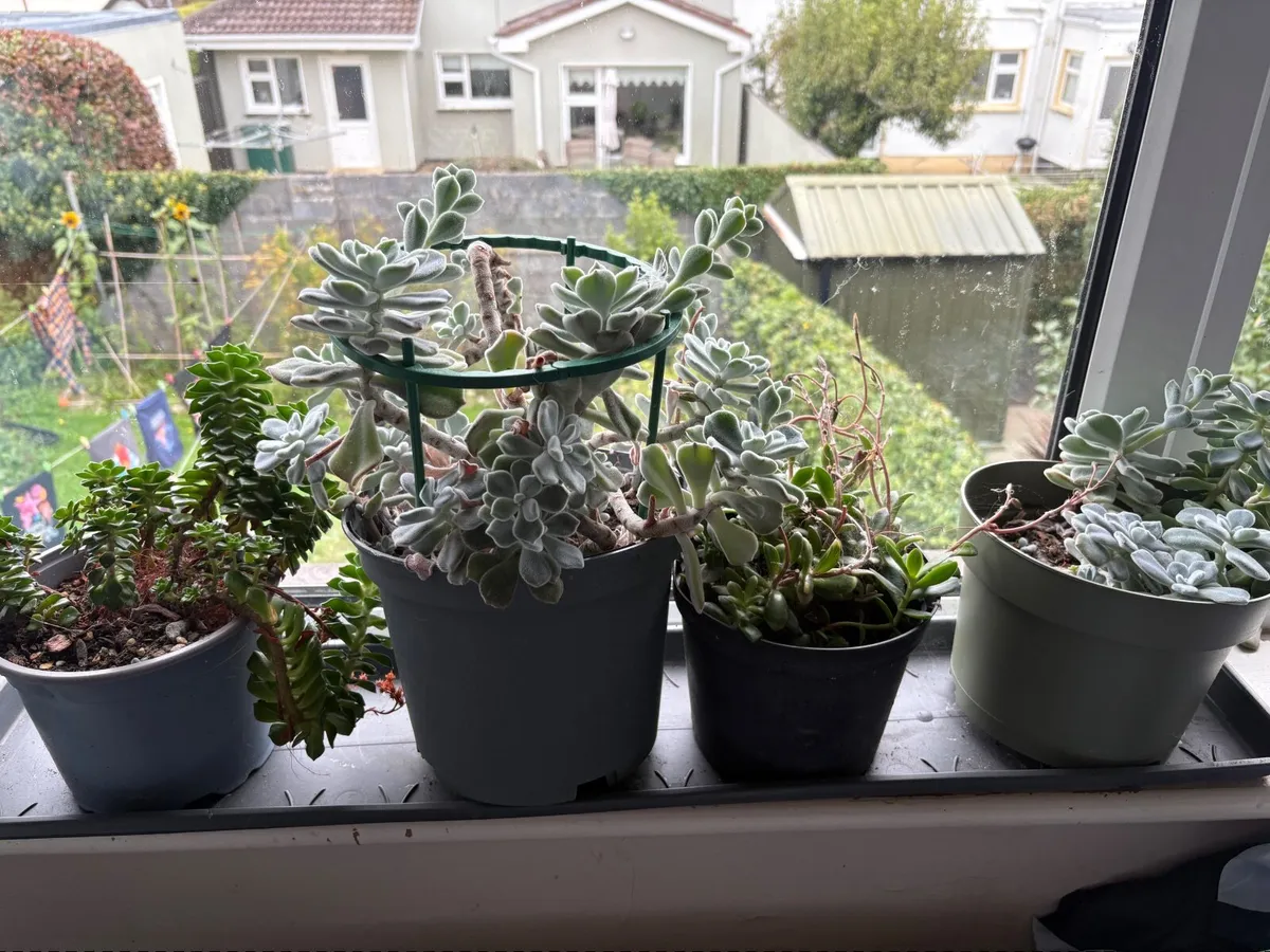 Plants succulents - Image 4