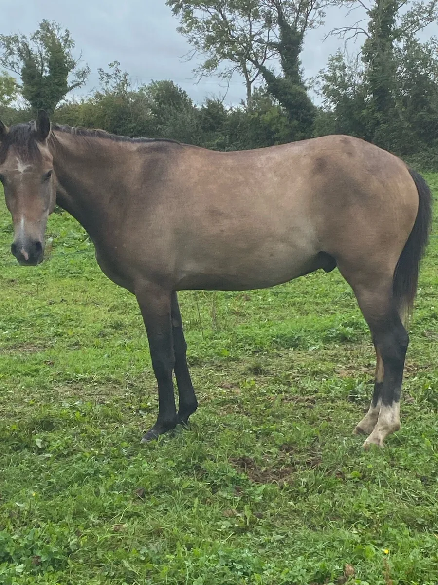 14hh 3yr old dunn gelding - Image 2