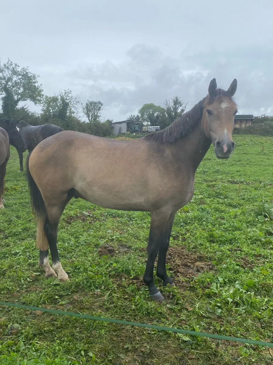 14hh 3yr old dunn gelding - Image 1