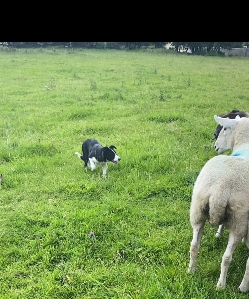 Sheep grazing wanted - Image 2