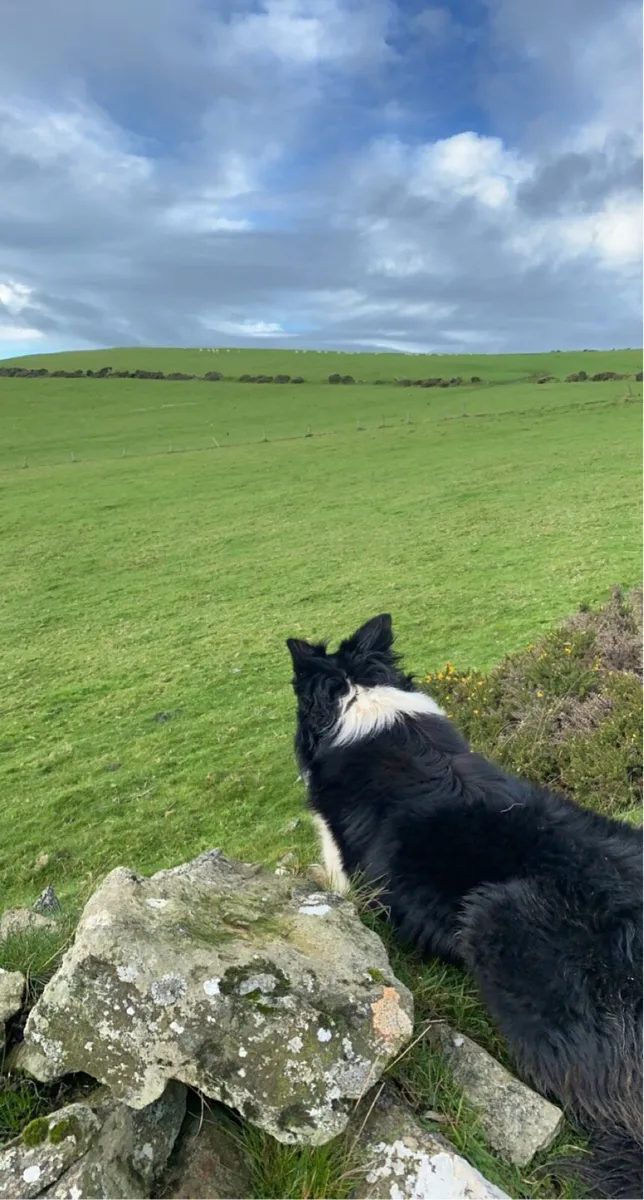 Sheep grazing wanted - Image 4