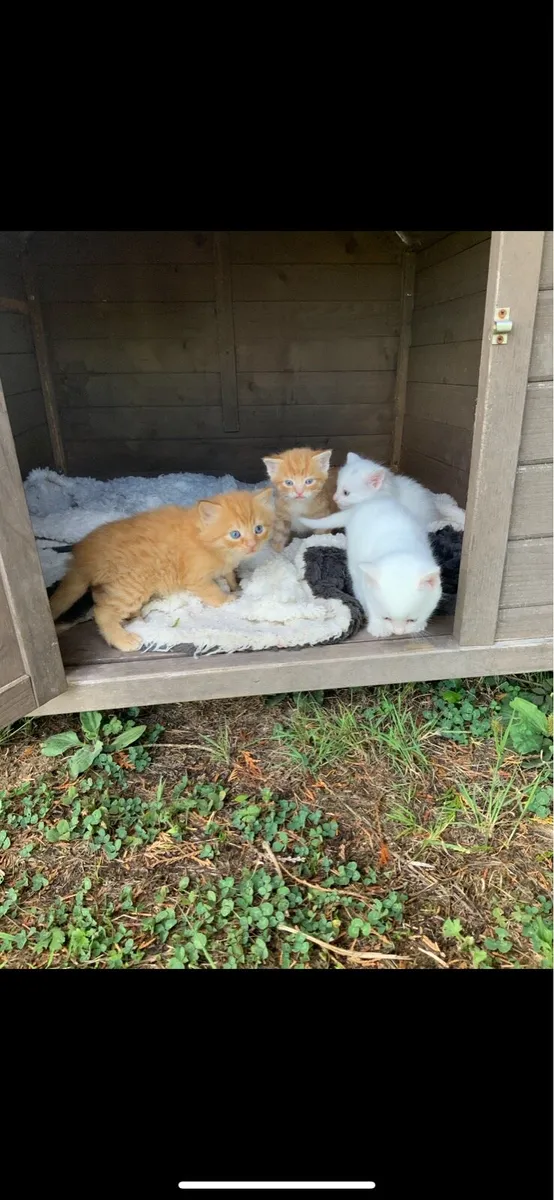 5 kittens for sale - Image 1