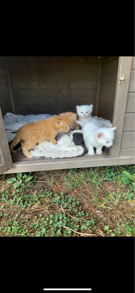 5 kittens for sale - Image 3