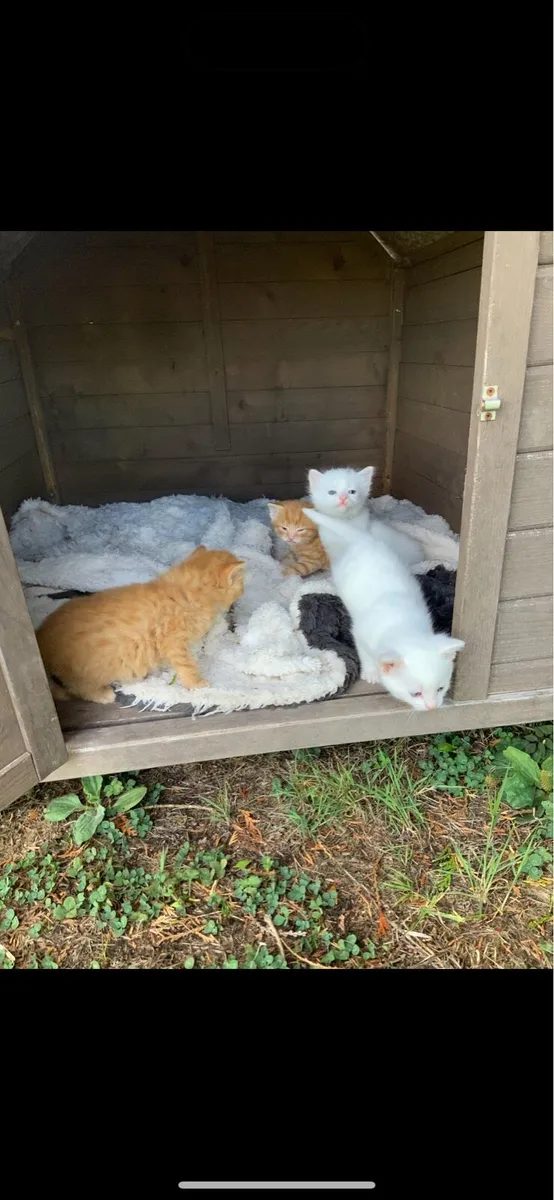 5 kittens for sale - Image 4