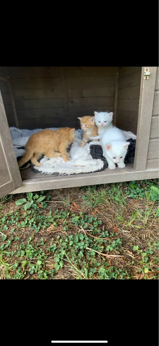 1 kitten left for sale - Image 4