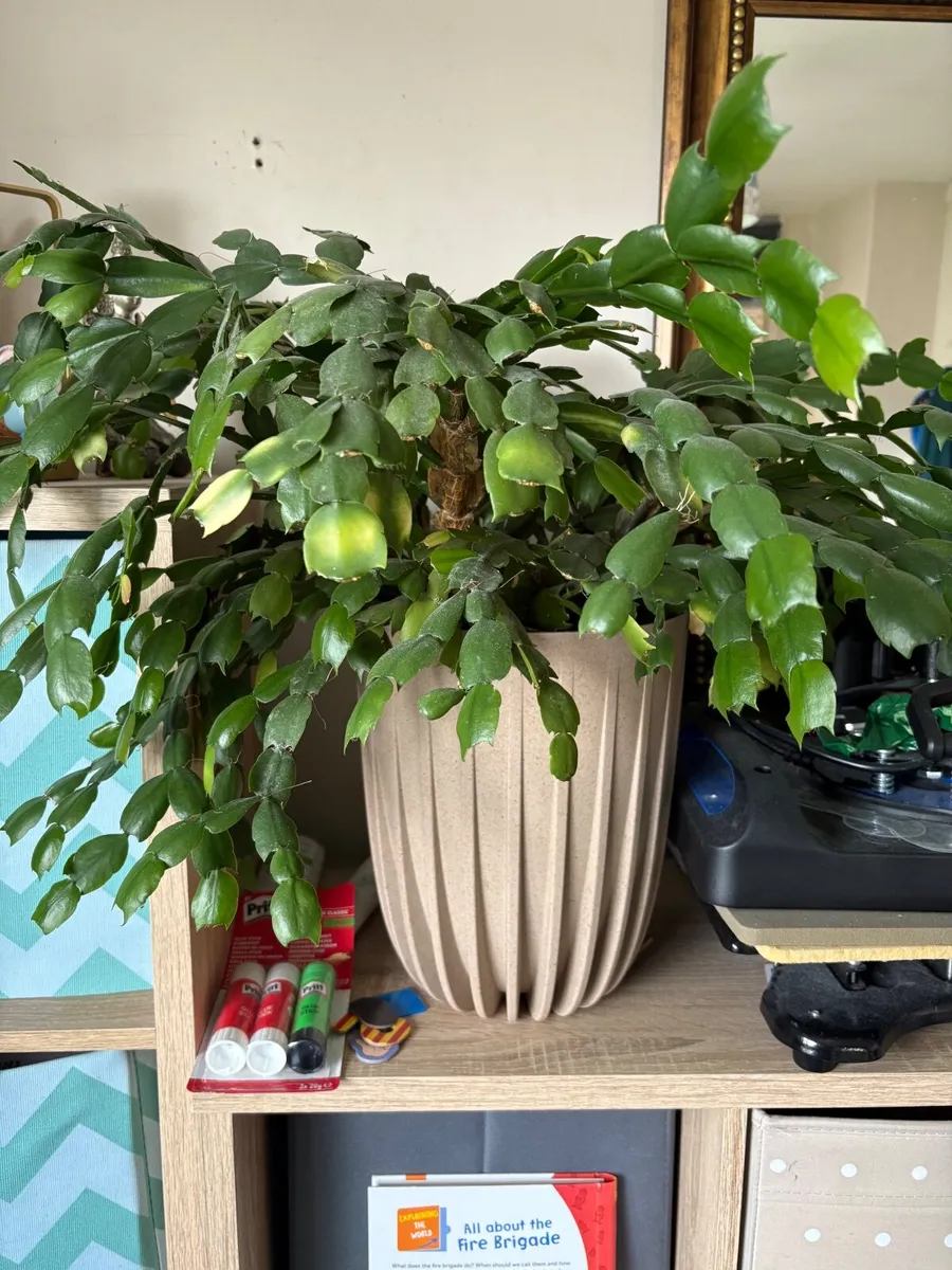 Christmas cactus