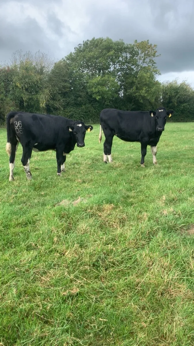 Maiden friesan heifers - Image 1