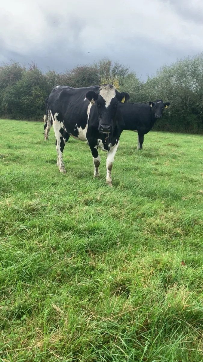 Maiden friesan heifers - Image 2