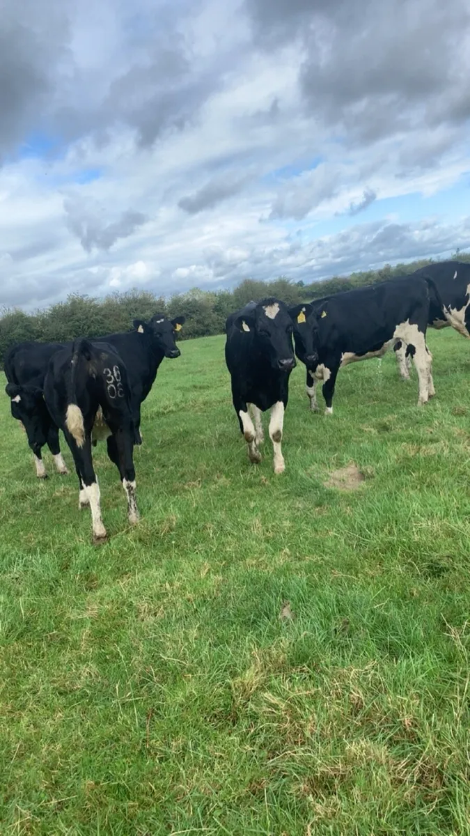 Maiden friesan heifers - Image 3