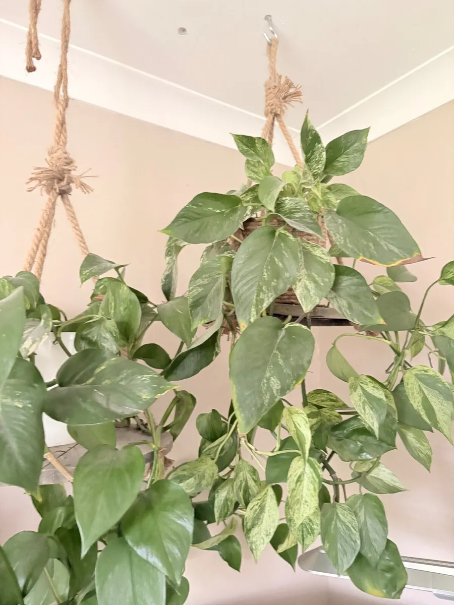 Plant - Image 1