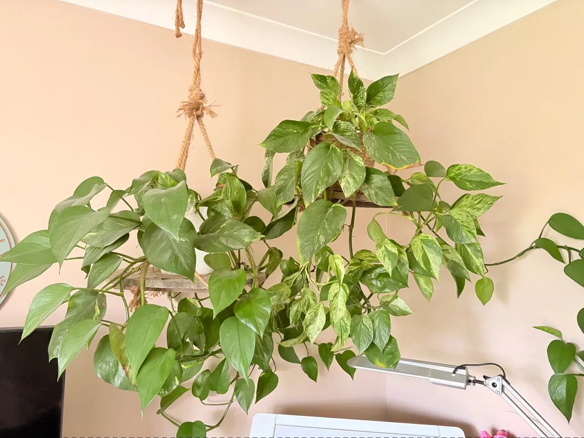 Plant - Image 2