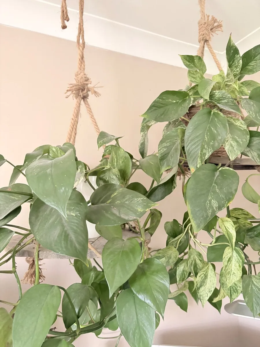 Plant - Image 3