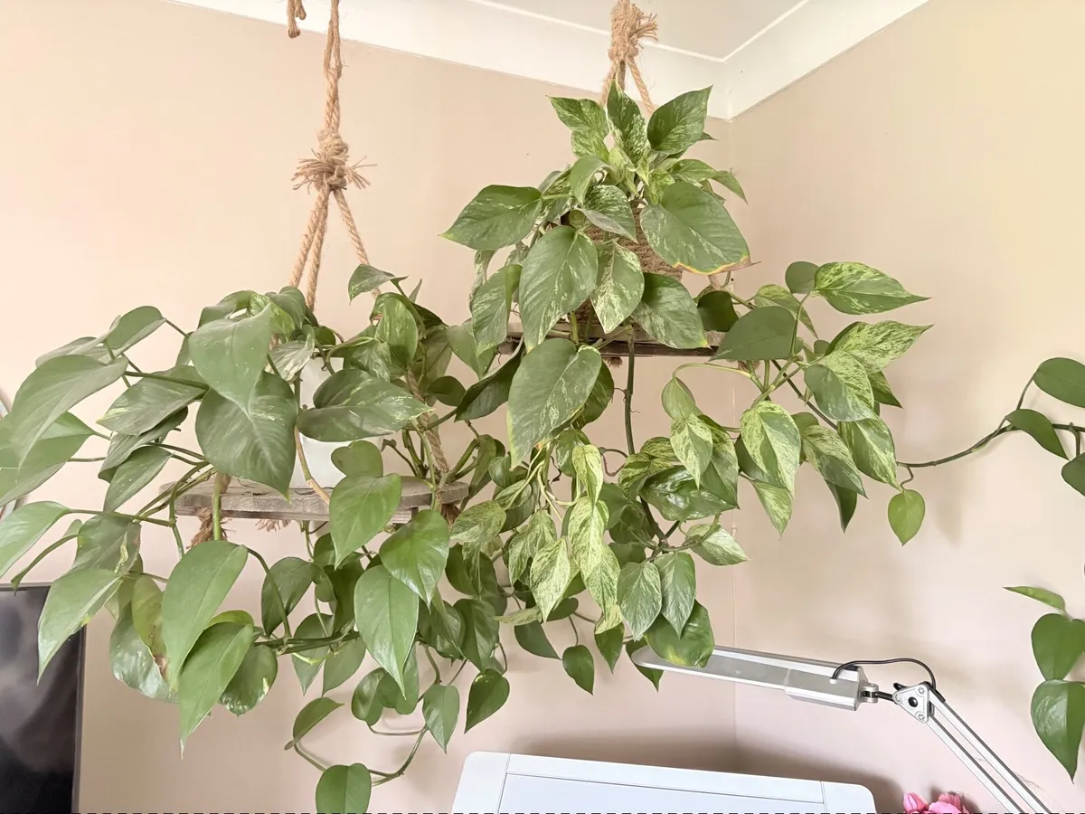 Plant - Image 4