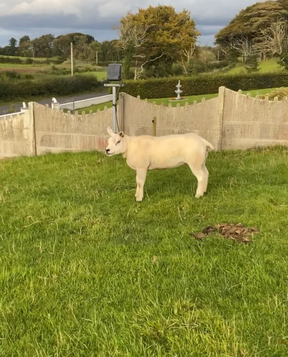 Pedigree Texel Hoggett - Image 2