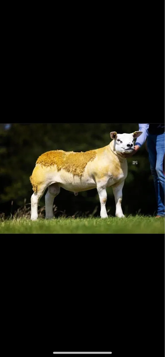 Pedigree Texel Hoggett - Image 4