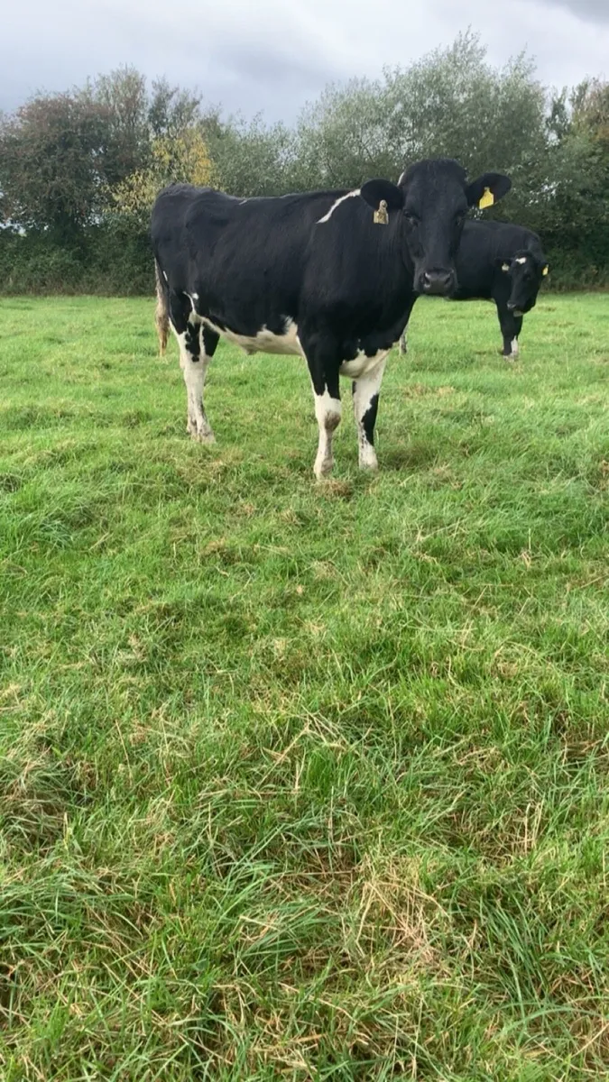Maiden friesan heifers - Image 4