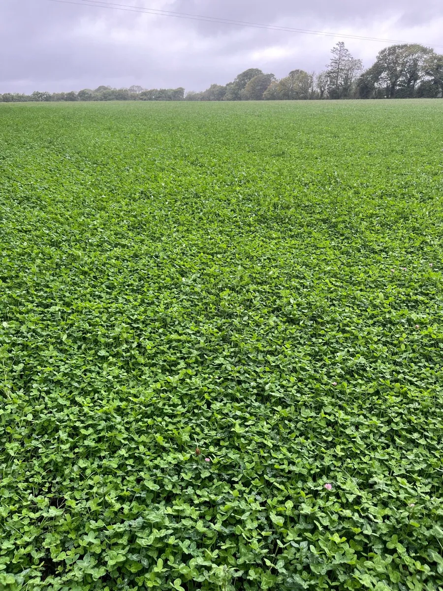 Red clover silage
