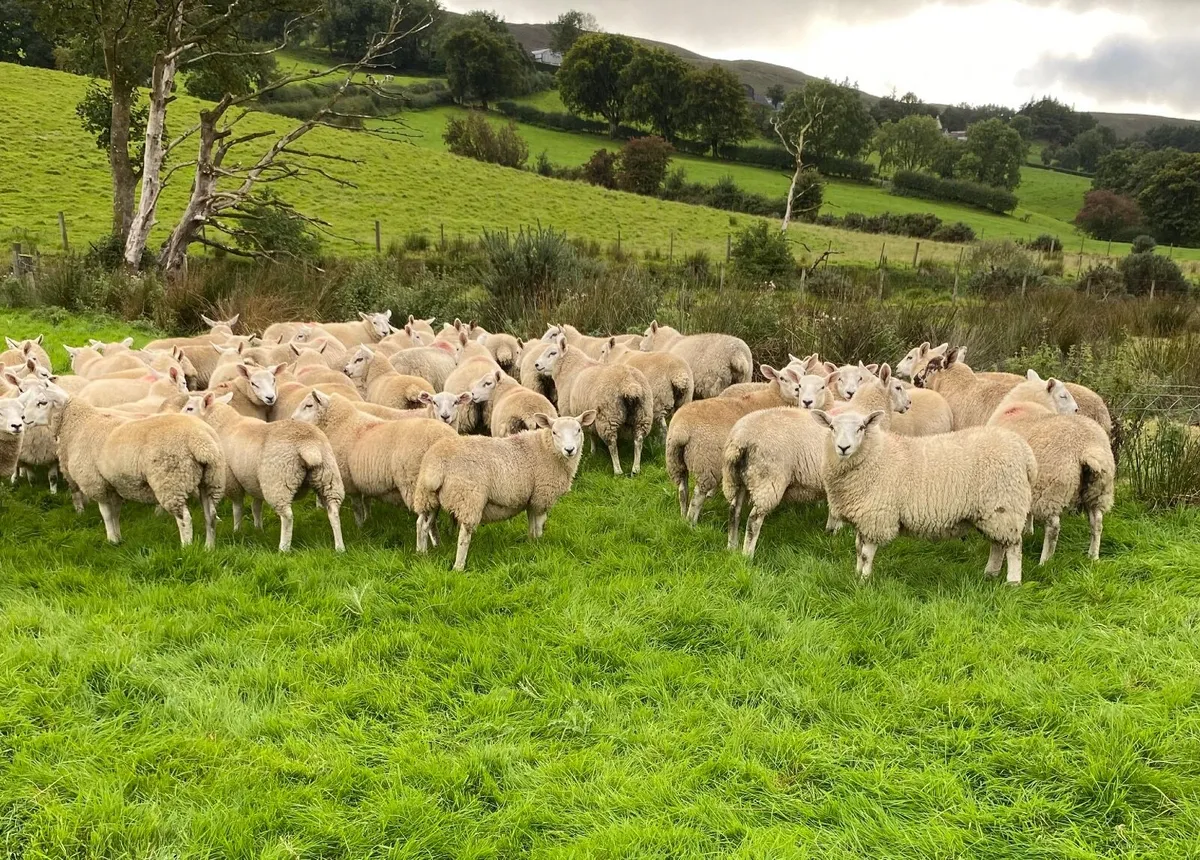 Texel X ewe lambs