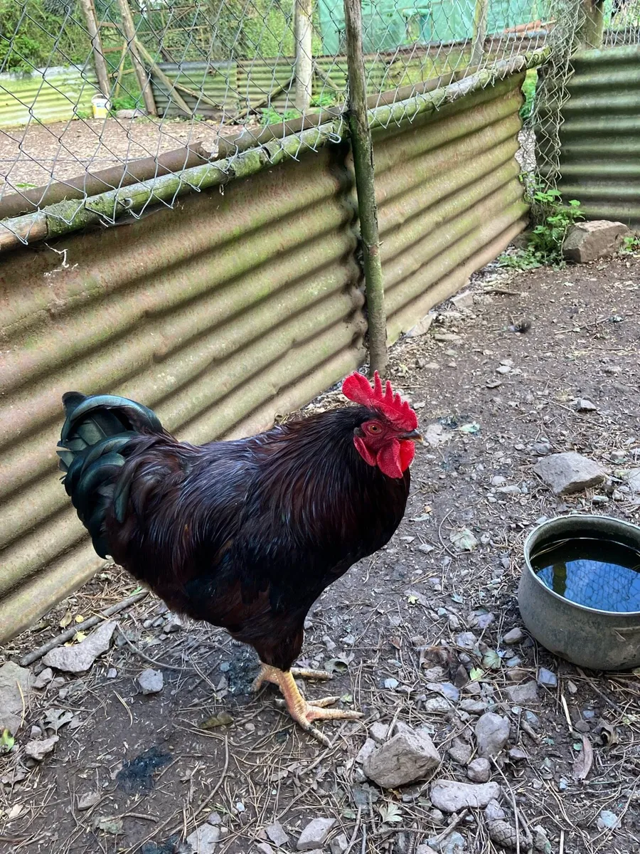 Pure bred Rhode Island and Maran cockerels - Image 1