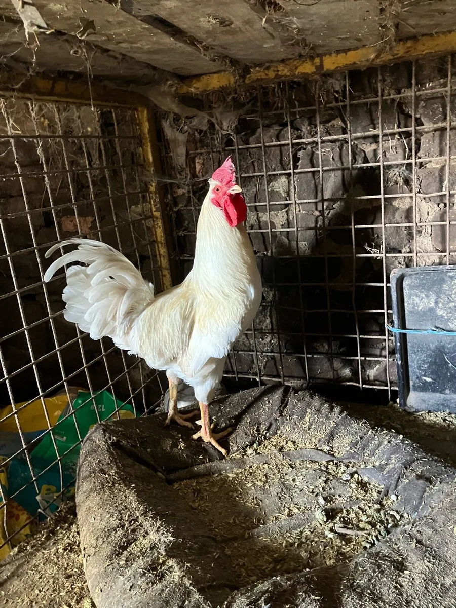 Pure bred Rhode Island and Maran cockerels - Image 3