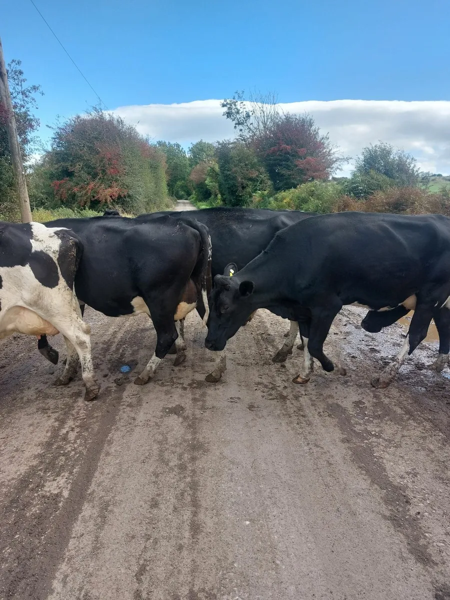 Cows - Image 1